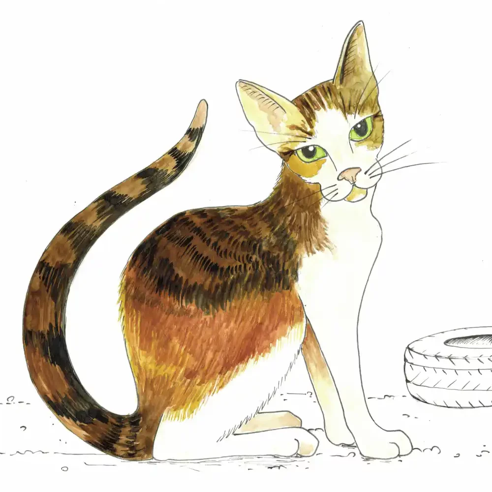 CHAT illustration imagiers