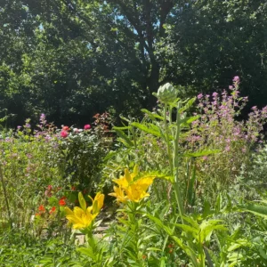 IMG_0686 le jardin en été