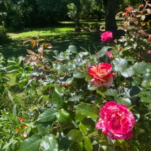 IMG_0705 le jardin en été